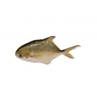 Golden Pomfret 700-800g